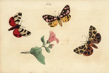 Polilla tigre de Hebe, Arctia festiva 1, tigre de manchas crema, Epicallia villica 2, y polilla tigre de jardín, Arctia caja 3